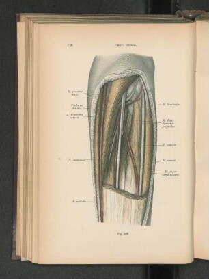 Fig. 569. Canalis cubitalis.