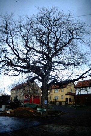 unbelaubte Kastanie am Edelhof