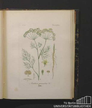 Umbelliferae. Anethum graveolens L. Dill.