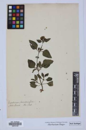 Eupatorium