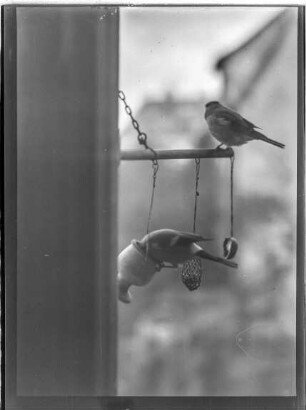 Tiere, Meisen spielen am Futterknödel an einem Fenster