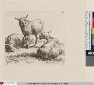 [Stehendes Schaf zwischen zwei liegenden Schafen; The Set of the Sheep, 3; Un mouton presque de face et debout [...] entre deux autres moutons qui sont couchés [...]]