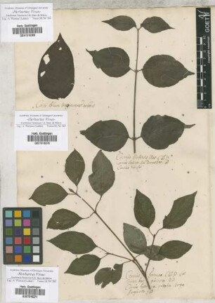 Cornus