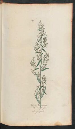 231. Arthemisia Dracunculus