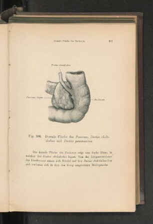 Fig. 306. Dorsale Fläche des Pankreas.