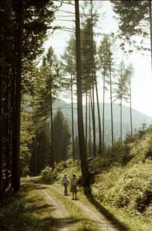Malterdingen: Waldweg im Muckental