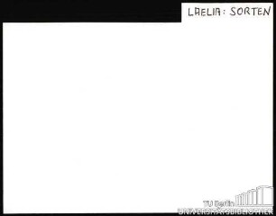 LAELIA: Sorten