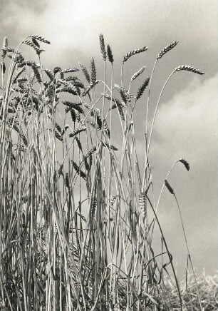 Weichweizen (Triticum aestivum), auch als Brotweizen oder Saat-Weizen. Ausgereifte Halme mit guter Ährenbildung