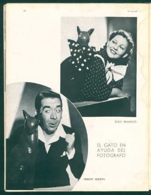 El gato en ayuda del fotógrafo
