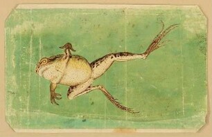 Ein Frosch