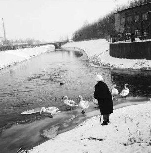Trave: Beste: Zusammenfluss: vorn Futterplatz für Wassergeflügel: davor Schwäne im Wasser und an Land: rechts Frau beim Ausstreuen des Futters: dahinter rechts Geländer, Bank und Haus: hinten links HAKO-Werke GmbH und Stadtwerke: hinten Mitte Brücke des Berliner Rings: Winter