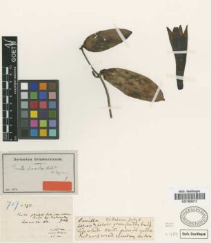 Vanilla phaeantha Rchb.f.