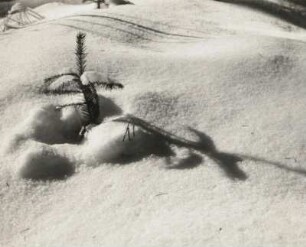 Auersberg. Spitze einer jungen Fichte in einer Schonung schaut aus dem Schnee