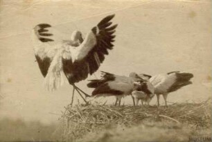 Fotografie Störche