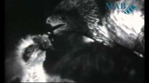 Geheimnisse im Horst – Filmsammlung Movector