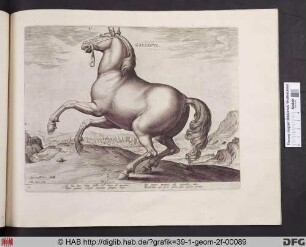Gallicus.