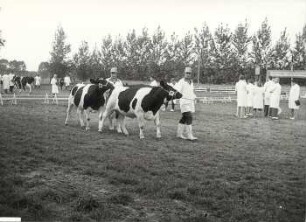 Viehbeschau in Sonnewalde : Viehwirtschaft - häusliche Viehwirtschaft. Ort: Sonnewalde, Kreis Finsterwalde. Viehmusterung des Kreises Finsterwalde (auf dem neuen Reitplatz)