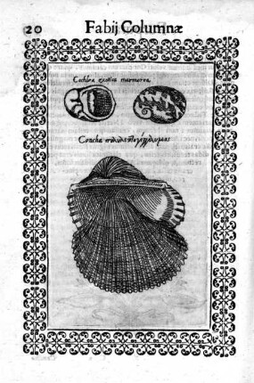 Cochlea exotica marmorea
