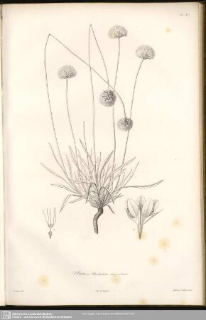 Statice Undulata. Bory et Chaub