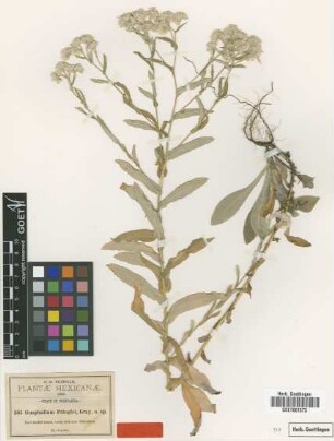 Gnaphalium pringlei A.Gray [type]