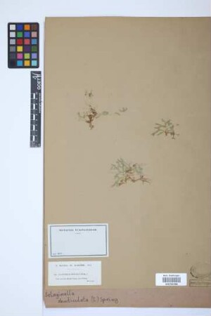 Selaginella denticulata