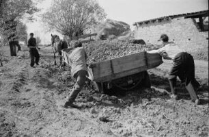 VEB Gemüsekombinat Wollup. Kartoffelernte. Pferdefuhrwerk mit gernteten Kartoffel, in Furche seitlich weggerutscht