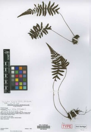 Thelypteris aymarae A.R.Sm. & M. Kessler [paratype]