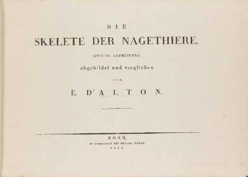 1,6.1824: Die Skelete der Nagethiere