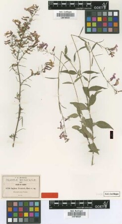 Cuphea painteri Rose [type]