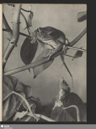 Grasfrosch, Rana temporaria