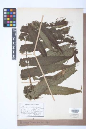 Aspidium martinicense Spreng.