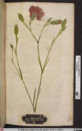 Nelcken. E. [Nelke, Dianthus]
