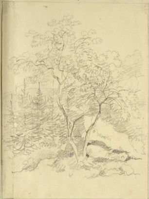 Baumstudie