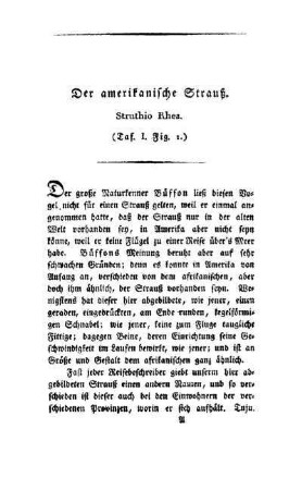 ¬Der¬ amerikanische Strauß : Struthio Rhea ; (Taf. I, Fig. 1)