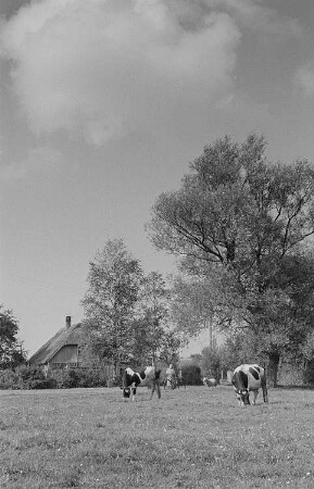 Wiese mit Kühen