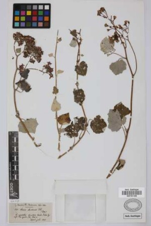 Senecio maderensis DC.