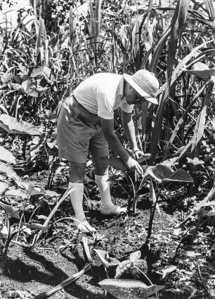 Mischkulturen bei Malabo : Mann zwischen Makabo- und Zuckerrohrpflanzen in Mischkultur, die sich auf einer Plantage bei Malabo befinden.