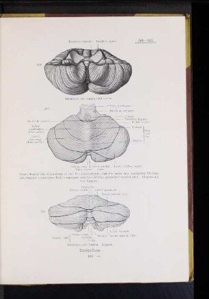 211 Kleinhirn von hinten. Lappen.