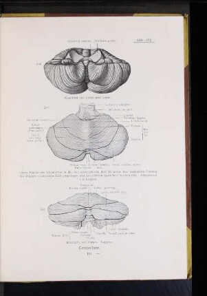 211 Kleinhirn von hinten. Lappen.