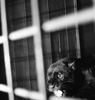 Neuer Panther aus dem Zoo in Rotterdam für den Karlsruher Zoo.