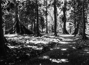 Urwald : Im Urwald.