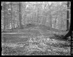 Hallstattgrab im Kammerforst bei Gamburg