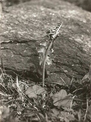 Echte Mondraute (Botrychium lunaria). Osterzgebirge, Oelsener Wiesen