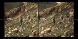Hirte mit Kühen und Bauernhof im Hintergrund, Zieltal