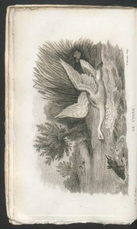 Tafel: Le cygne.