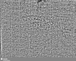 Lilienschild + IESV / LW = S.11/14
