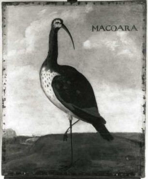 MACOARA Ibis : MACOARA Ibis. Öl auf Leinwand (1655/1663; A. Eckhout). Radebeul, Hoflößnitz, Berg- und Lusthaus, Festsaal (nach der Restaurierung)