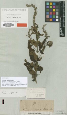 Teucrium inflatum Sw.