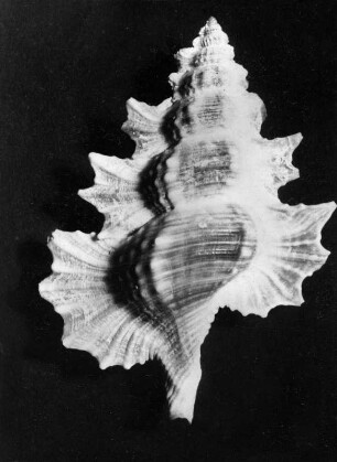 Ranella pulchra (Ahornblatt-Triton)