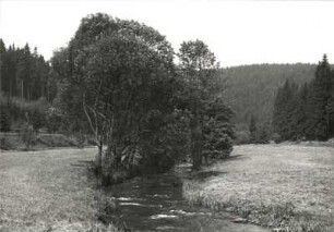 Schwarzwassertal : Westerzgebirge. Schwarzwassertal zwischen Jöhstadt und Schmalzgrube. Blick flussauf